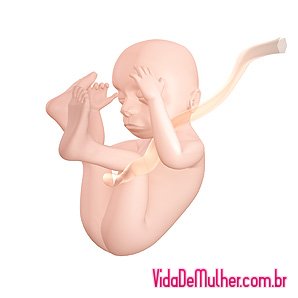 Grávida por 23 semanas