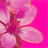 Avatar de diane